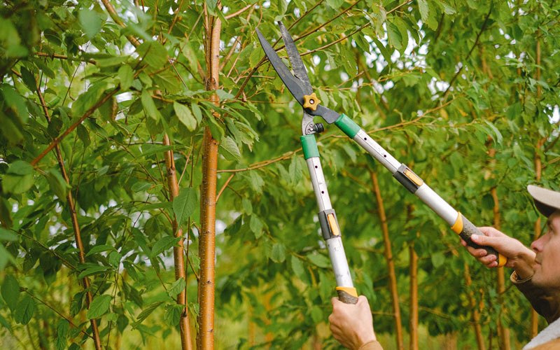Tree trimming in Gallitzin, PA
